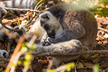 Ring Tailed Lemur or white front (Lemur catta)