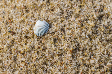 Simple white shell on sand beach closeup