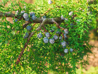 branch of juniper berries