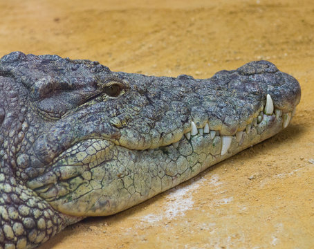 detail of the head of a giant Nile crocodile (Crocodylus nilotic