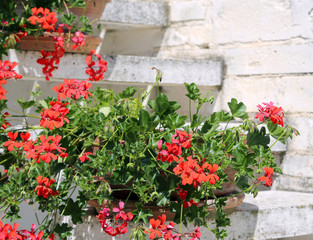Fototapeta na wymiar Red Geraniums in the staircase of the Mediterranean House