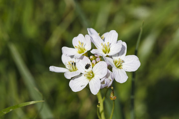 beautiful little white flowers