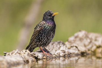 Fototapeta premium Starling