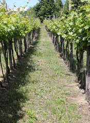Fototapeta na wymiar vineyards in the Italian hills at summer