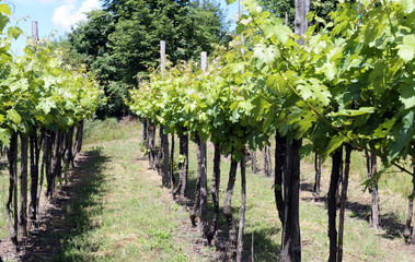 Fototapeta na wymiar vineyards in the Italian hills