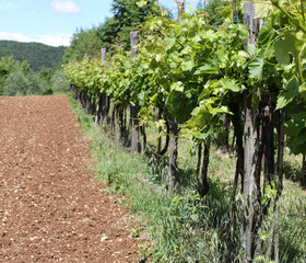 Fototapeta na wymiar vineyards in the Italian hills at summer and a field