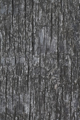 Obraz premium Beautiful wood texture