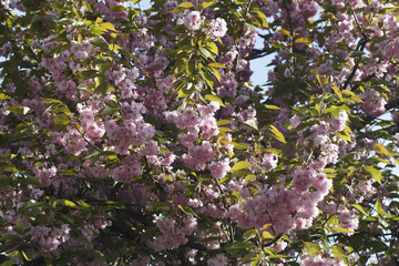Sakura. Cherry Blossom in Springtime