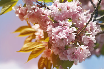 Sakura. Cherry Blossom in Springtime