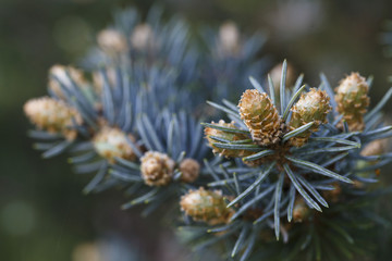 beautiful buds of coniferous trees