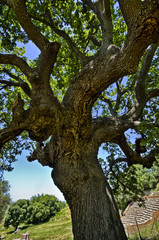Fototapeta premium Trunk of old olive tree