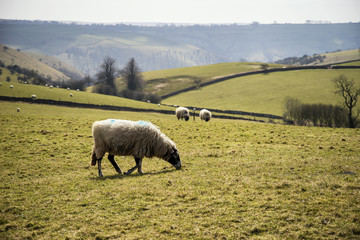 Fototapeta premium Sheep animals in farm landscape on sunny day in Peak District UK
