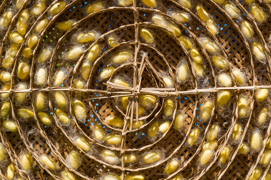 Sericulture