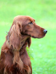 Typical Irish Red Setter in the garden