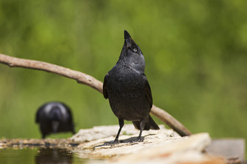 Jackdaw