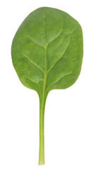Fototapeta premium Spinach leaf
