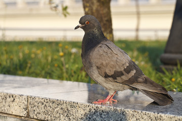 Pigeons in the Park