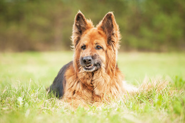 Portrait of german shepherd dog with funny face