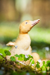 Funny little duckling in flowers