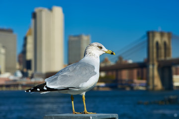 Seagull with Manhattan in background.