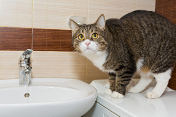 Grey cat and wash basin