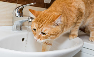 Red pet cat and sink