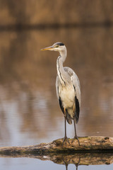 Gray heron