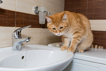 Red  cat interested in water