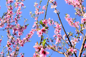 Pink Cherry Blossoms in Bloom