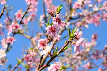 Pink Cherry Blossoms in Bloom
