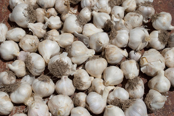 Italian garlic