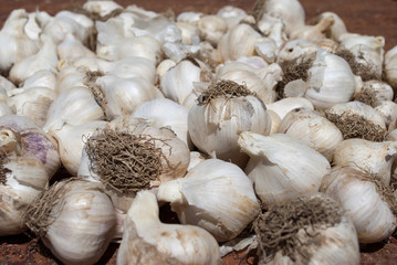 Italian garlic