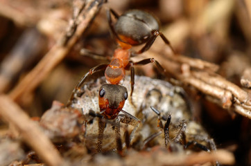 Ant eating bug. Top view.  Russian nature.