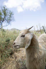 Obraz premium Sevimli Yavru Keçi