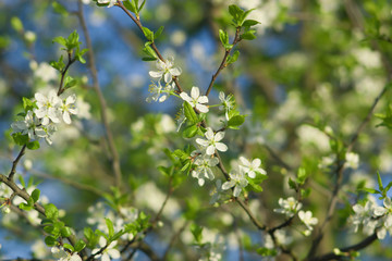 Beautiful Spring Blossoms border