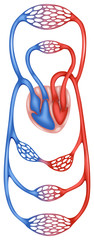 Circulation