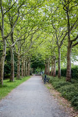 Trail in the park with green trees