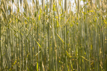 Wheat field - farming background