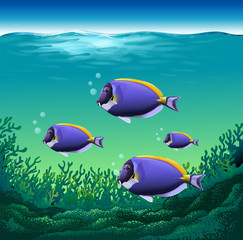 Fototapeta na wymiar Ocean fish
