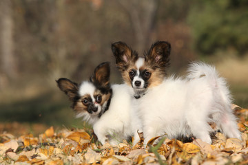 Amazing paillon puppies in autumn