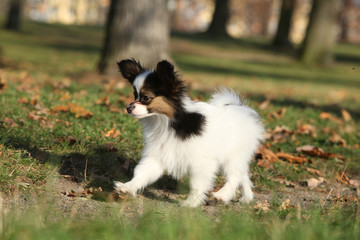 Amazing paillon puppy running in autumn