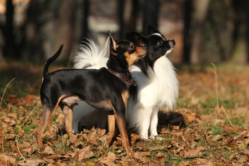 Obraz premium Amazing Prague Ratter with Paillon in autumn