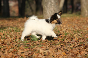 Fototapeta premium Amazing paillon puppy running in autumn