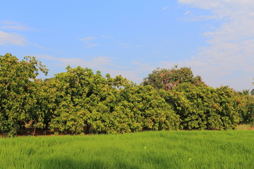 Fototapeta premium Rice fields in Thailand