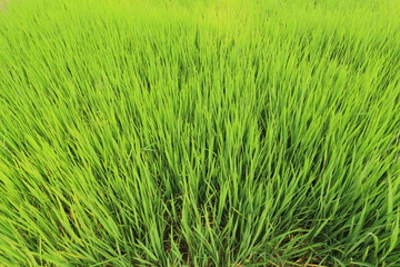 Rice fields in Thailand