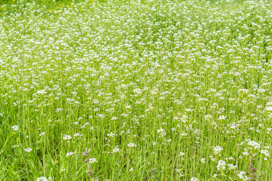 Green spring lawn with wild flowers