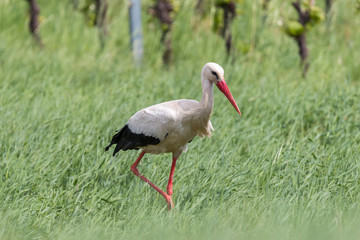 Portrait of a white stork
