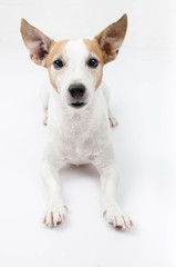 Jack russel portrait on white background,