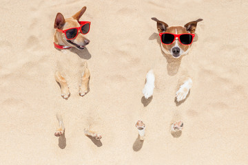 couple of dogs buried in sand