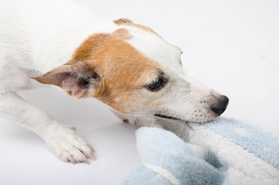 Jack russel playing bite towel portrait on white background,